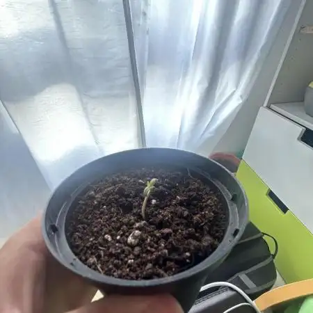 Original Jack Herrer