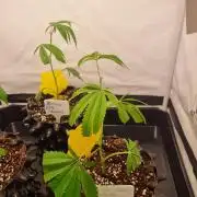 Lemon Cherry Gelato (Liora)