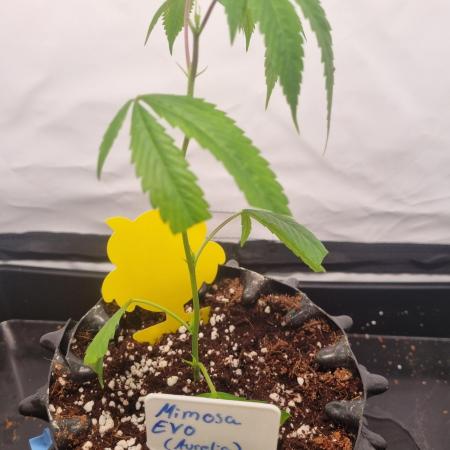 Mimosa Evo (Aurelia)