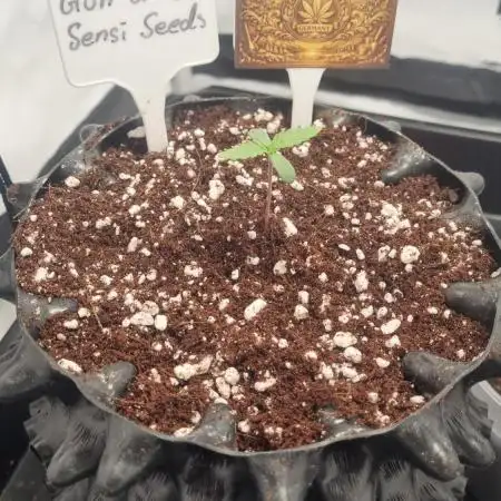 CCG SS Projects