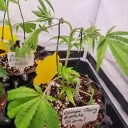 Lemon Cherry Gelato (Liora)