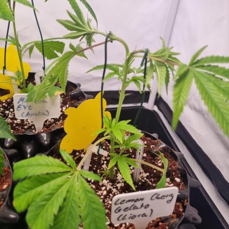 Lemon Cherry Gelato (Liora)