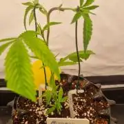 Mimosa Evo (Aurelia)