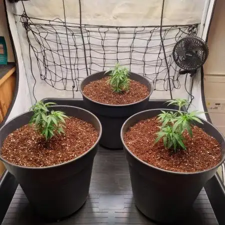 Lucy & Timm Growdiary