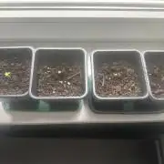 South African Kwazulu Auto