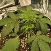 Blue Dream Auto