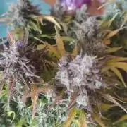 1st timer. BlackBerry auto for a start