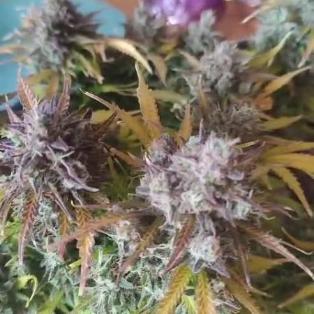 1st timer. BlackBerry auto for a start