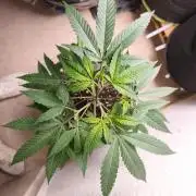 Blueberry Muffin