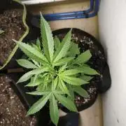 Blueberry Muffin