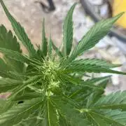5 Auto Strains Outdoor Sommer 26