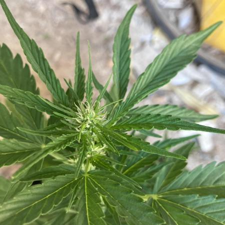 5 Auto Strains Outdoor Sommer 26