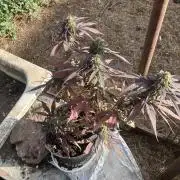 5 Auto Strains Outdoor Sommer 26
