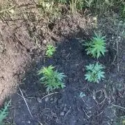 5 Auto Strains Outdoor Sommer 26