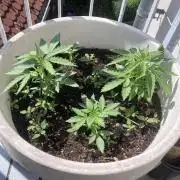 5 Auto Strains Outdoor Sommer 26
