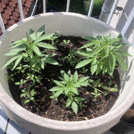 5 Auto Strains Outdoor Sommer 26