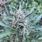 5 Auto Strains Outdoor Sommer 26