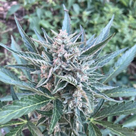 5 Auto Strains Outdoor Sommer 26