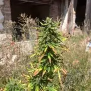 5 Auto Strains Outdoor Sommer 26