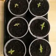 5 Auto Strains Outdoor Sommer 26