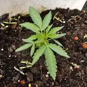 5 Auto Strains Outdoor Sommer 26