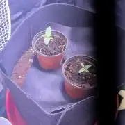 First grow