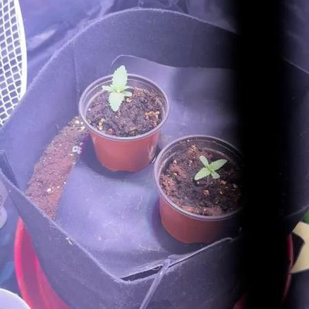 First grow