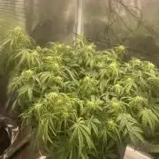 My First Growth--- Zamnesia Fast Pack