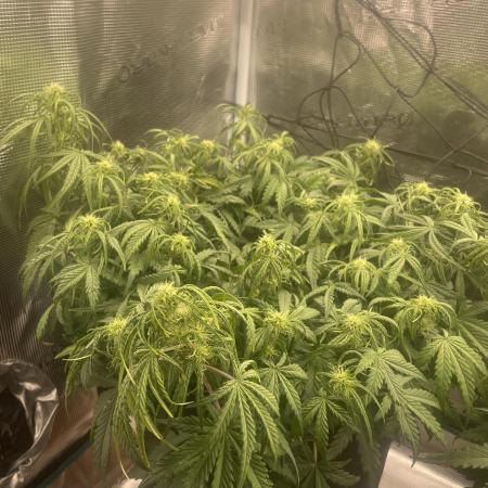 My First Growth--- Zamnesia Fast Pack