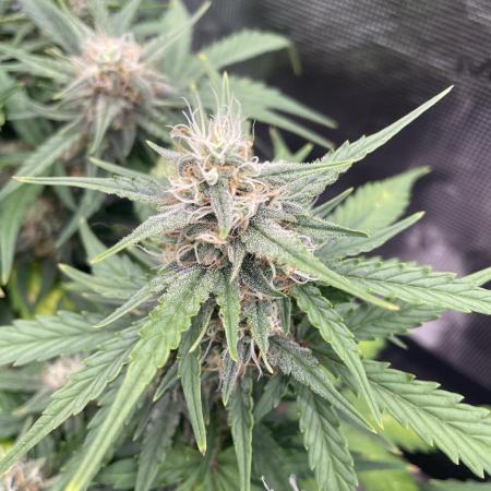 Blueberry Auto - Zamnesia