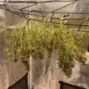 My First Growth--- Zamnesia Fast Pack