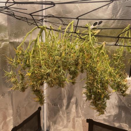 My First Growth--- Zamnesia Fast Pack