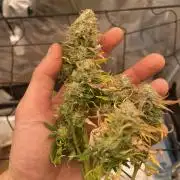 My First Growth--- Zamnesia Fast Pack