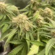 Tropical Mintz OG F1 Auto - Zamnesia
