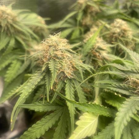 Tropical Mintz OG F1 Auto - Zamnesia