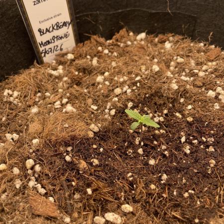 BlackBerry Monstone Auto