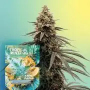 Tropical Mintz OG F1 Auto - Zamnesia
