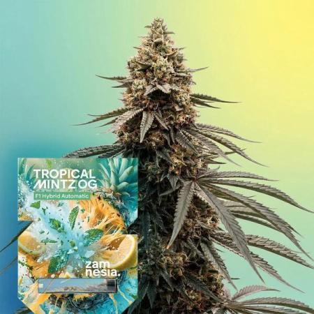Tropical Mintz OG F1 Auto - Zamnesia