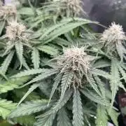 Tropical Mintz OG F1 Auto - Zamnesia