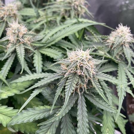 Tropical Mintz OG F1 Auto - Zamnesia