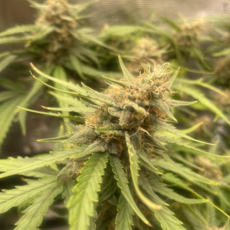 Blueberry Auto - Zamnesia