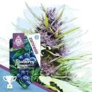 Blueberry Auto - Zamnesia