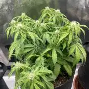 Tropical Mintz OG F1 Auto - Zamnesia