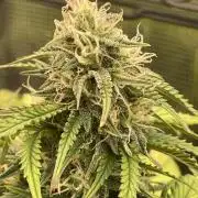 My First Growth--- Zamnesia Fast Pack