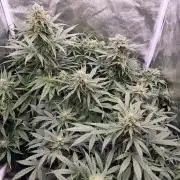 Pineapple Express Auto Strain