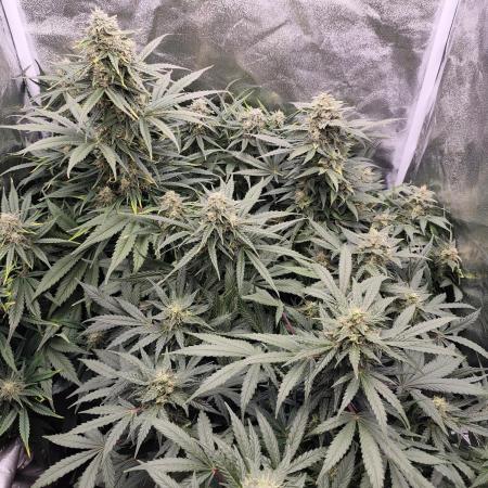 Pineapple Express Auto Strain