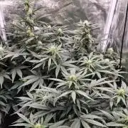 Pineapple Express Auto Strain