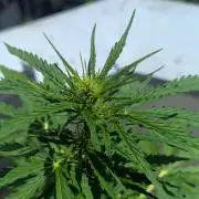 Outdoor 1