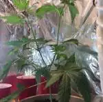 My grow 