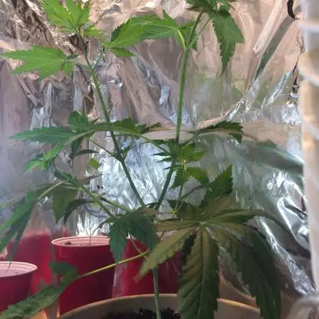 My grow 